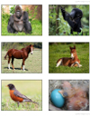 Animal_Matching-thmb.jpg